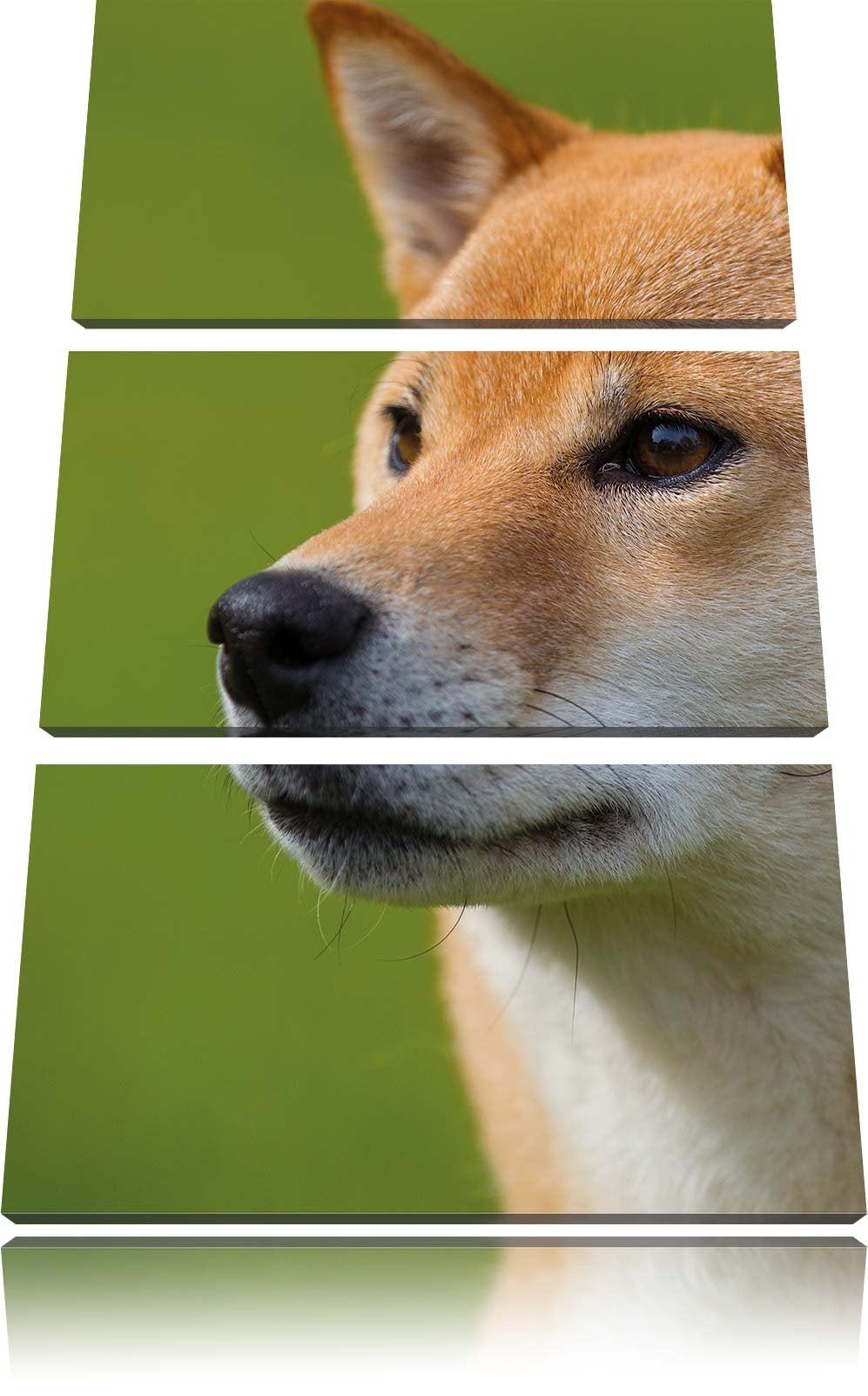 Pixxprint anmutiger Finnen-Spitz Hund im Gras 3-Teiler Leinwandbild 120x80 Bild auf Leinwand