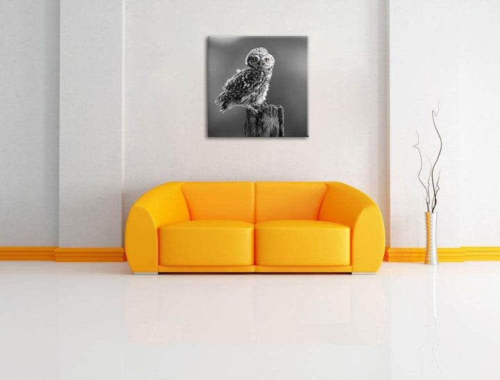 Pixxprint lustige Eule auf Baumstumpf schwarz/weiss, Format: 70x70 auf Leinwand, 70x70