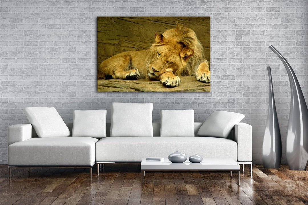deyoli schlafender Löwe Format: 80x60 als Leinwandbild, Motiv fertig gerahmt auf Echtholzrahmen, Hoc