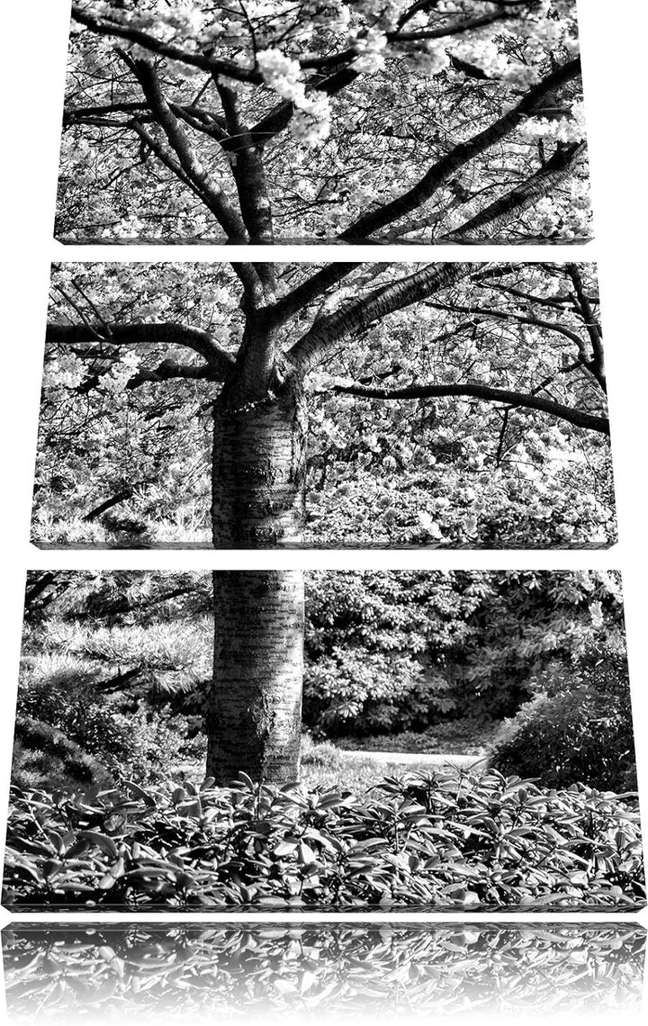 Pixxprint Rosa blühende Kirschbäume als Leinwandbild/Grösse: 3 Teilig (120x80) cm/Wandbild/Kunstdruc
