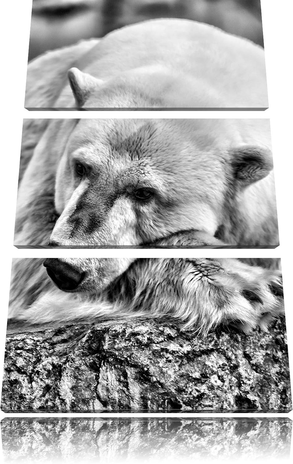 Pixxprint Monocrome, schlafender Eisbär 3-Teiler Leinwandbild 120x80 Bild auf Leinwand