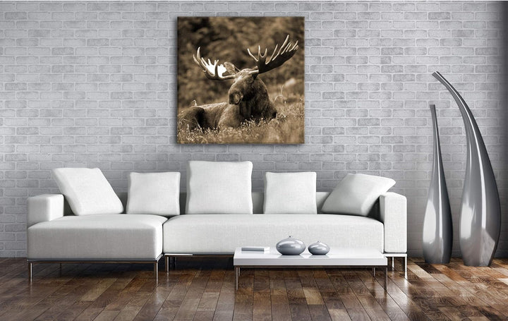 deyoli ruhig liegender Elch Format: 60x60 Effekt: Sepia als Leinwandbild, Motiv fertig gerahmt auf E