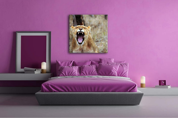 deyoli brüllende Löwin Format: 70x70 als Leinwand, Motiv fertig gerahmt auf Echtholzrahmen, Hochwert