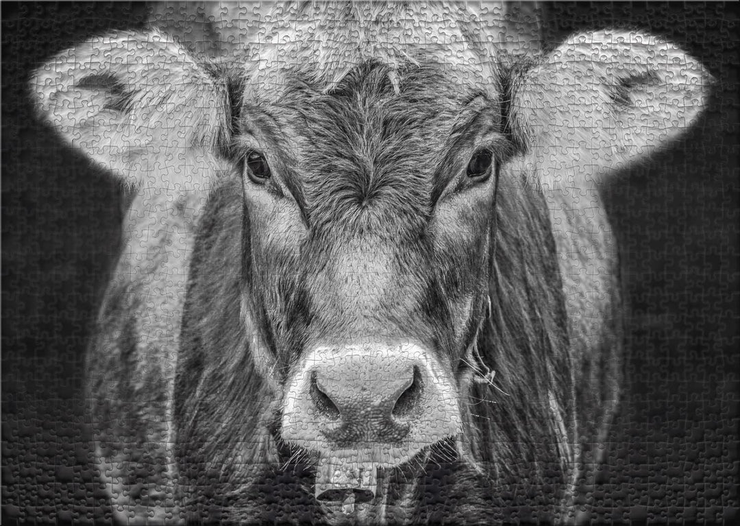 Ulmer Puzzleschmiede - Puzzle „Allgäu“ - Originelles 1000 Teile Kuh-Puzzle – Portrait der Kuh als st