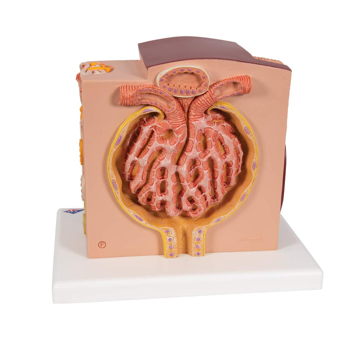 3B Scientific Menschliche Anatomie - MICROanatomy™ Niere + kostenlose Anatomie App - 3B Smart Anatom