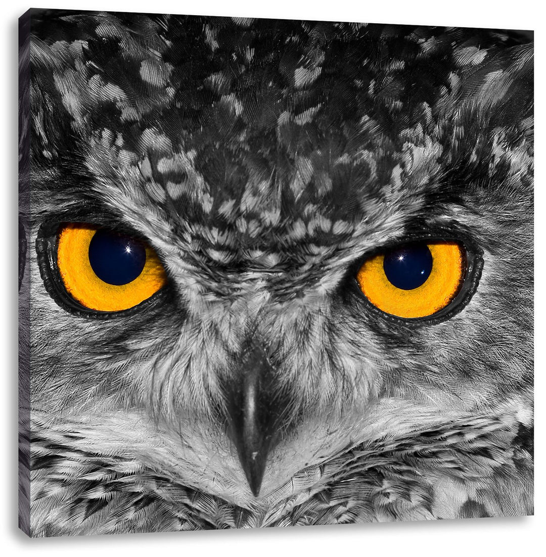 Pixxprint Eule mit Augen als Leinwandbild/Grösse: 70x70 cm/Wandbild/Kunstdruck/fertig bespannt, 70x7