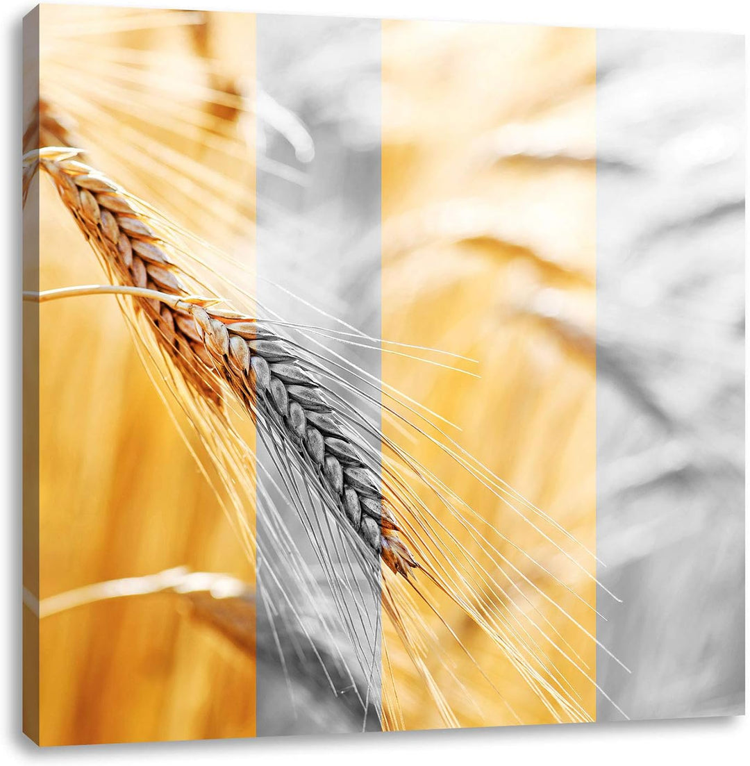 Pixxprint Weizen schwarzweiss als Leinwandbild/Grösse: 70x70 cm/Wandbild/Kunstdruck/fertig bespannt,