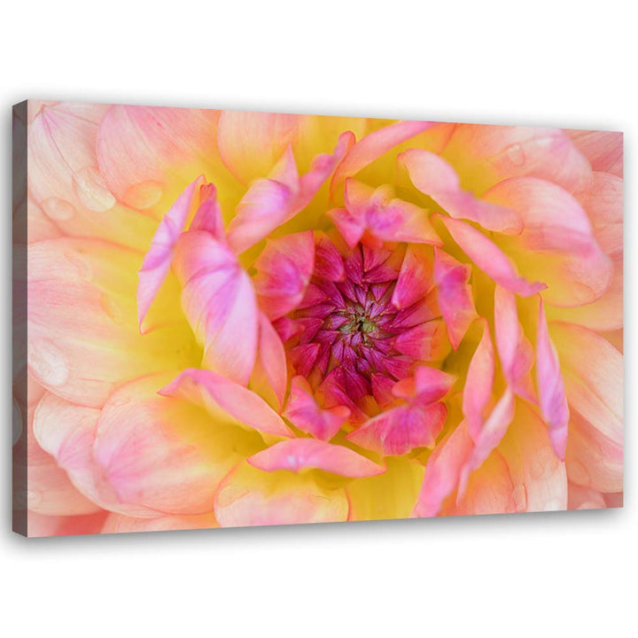 Feeby Bild auf Leinwand Blume Kunstdruck modern Natur Rosa 80x60 cm Leinwandbild 80x60 cm Rosa_B, Le