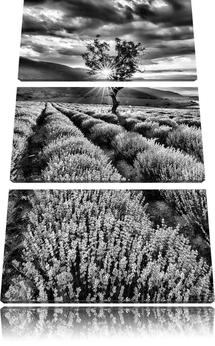 Pixxprint Lavendel Provence als Leinwandbild/Grösse: 3 Teilig (120x80) cm/Wandbild/Kunstdruck/fertig
