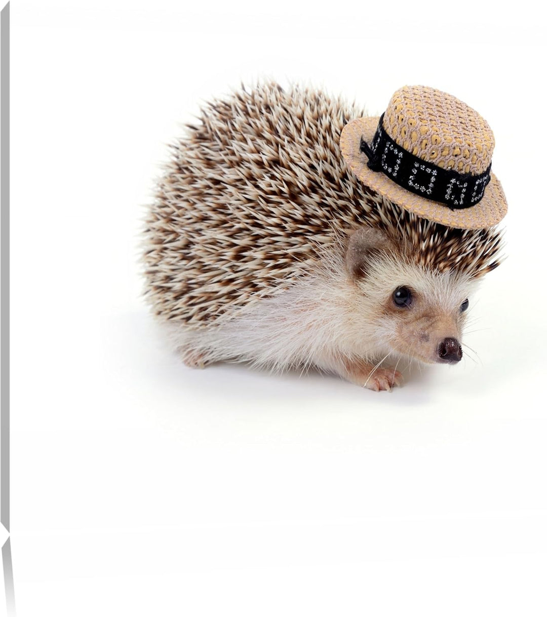 Lustiger Igel mit Hut Format: 100x70 auf Leinwand, XXL riesige Bilder fertig gerahmt mit Keilrahmen,