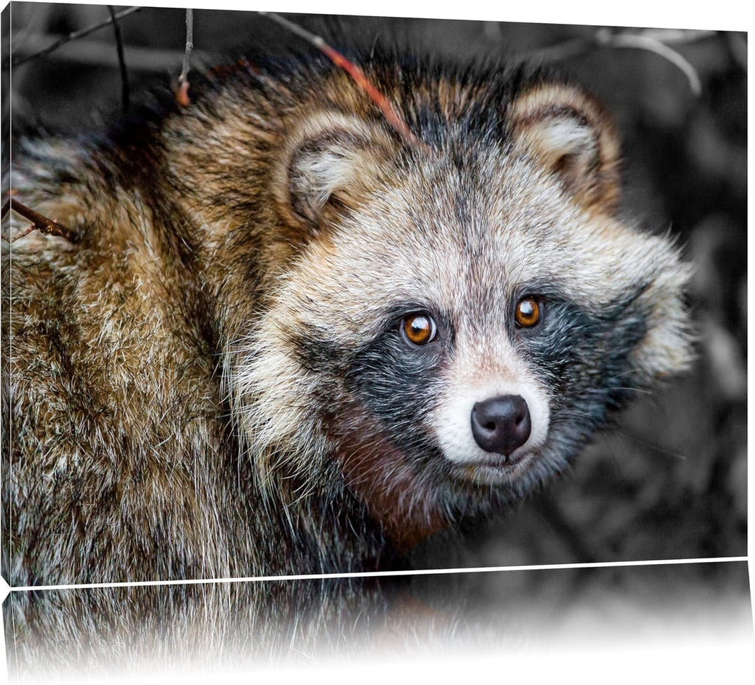 süsser Waschbär schwarz/weiss Format: 100x70auf Leinwand, XXL riesige Bilder fertig gerahmt mit Keil