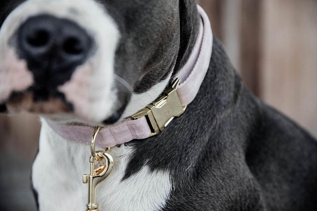 Kentucky Dogwear Halsband Dog Collar &