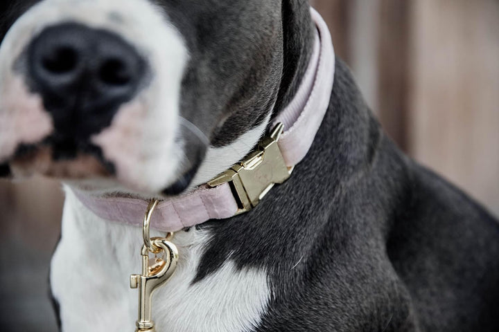 Kentucky Dogwear Halsband Dog Collar &