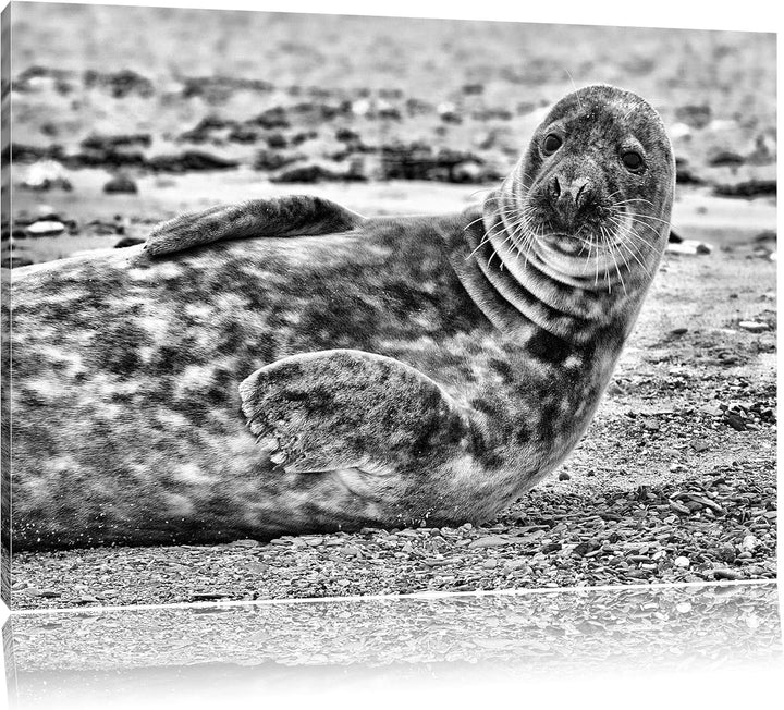 Pixxprint Robbe an Kiesstrand / 100x70cm Leinwandbild bespannt auf Holzrahmen/Wandbild Kunstdruck De