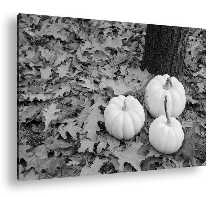 deyoli frische Kürbise Effekt: Schwarz&Weiss Format: 120x80 als Leinwandbild, Motiv fertig gerahmt a
