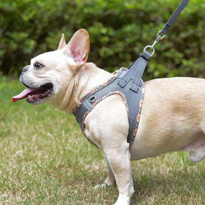 DORAMIO Hundegeschirr Kleine Hunde mit Leine, Step-in Geschirr Reflektierend Atmungsaktiv Brustgesch
