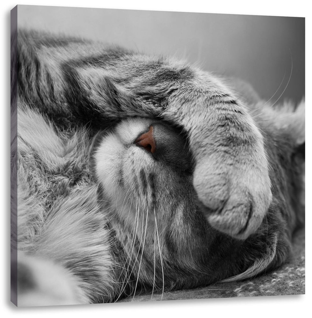 Pixxprint niedliche Katze beim schlafen/Format: 70x70cm / Leinwandbild fertig bespannt Wandbild Kuns
