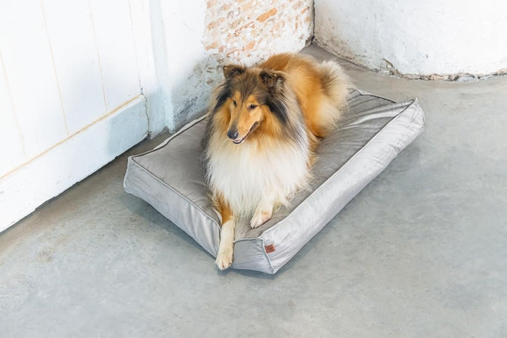 Designed by Lotte DBL Nalino Liegekissen, Hund, Samt, grau, 100x70x15 cm, Grau