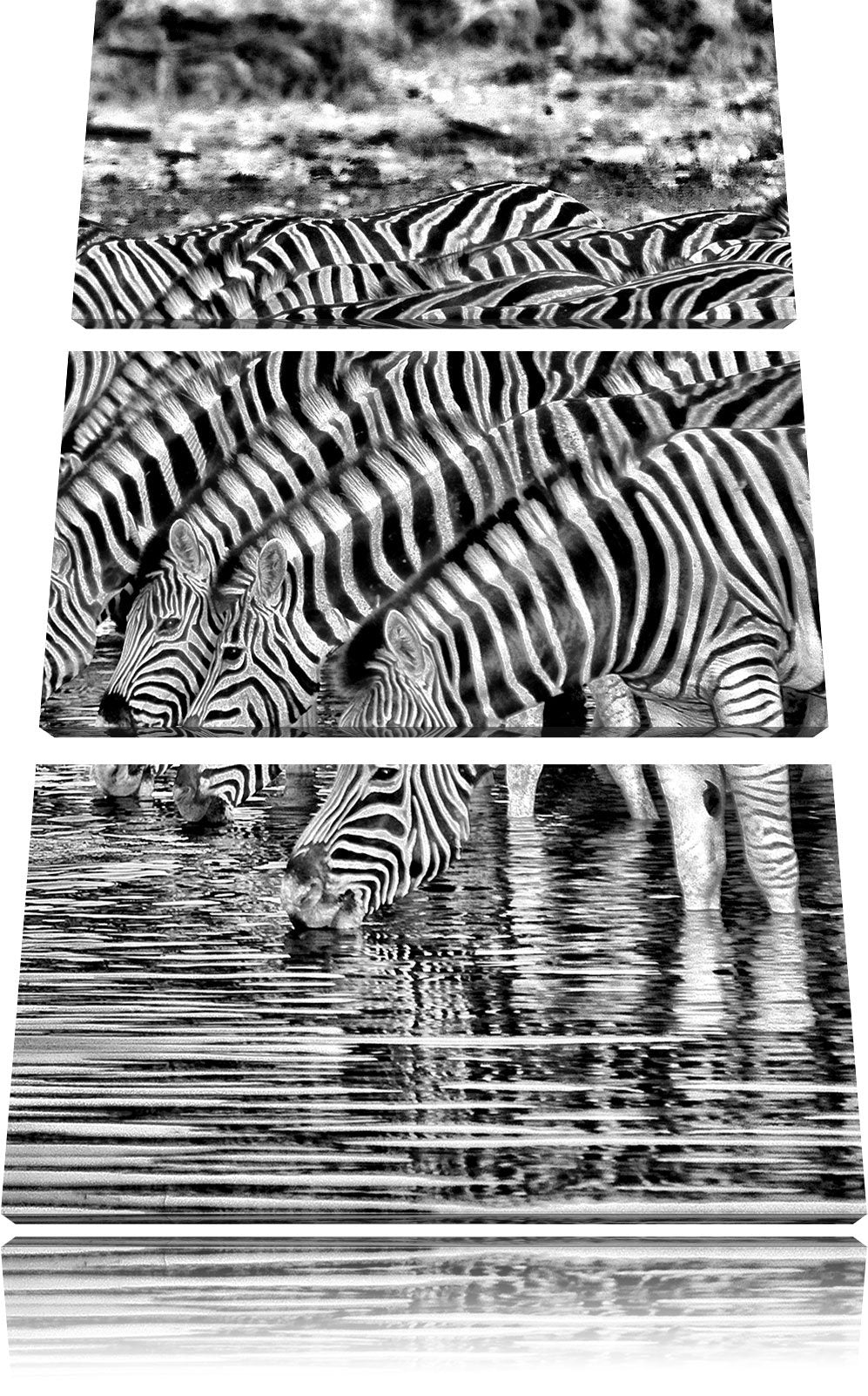 Pixxprint Monocrome, Safari mit Zebras in Afrika 3-Teiler Leinwandbild 120x80 Bild auf Leinwand