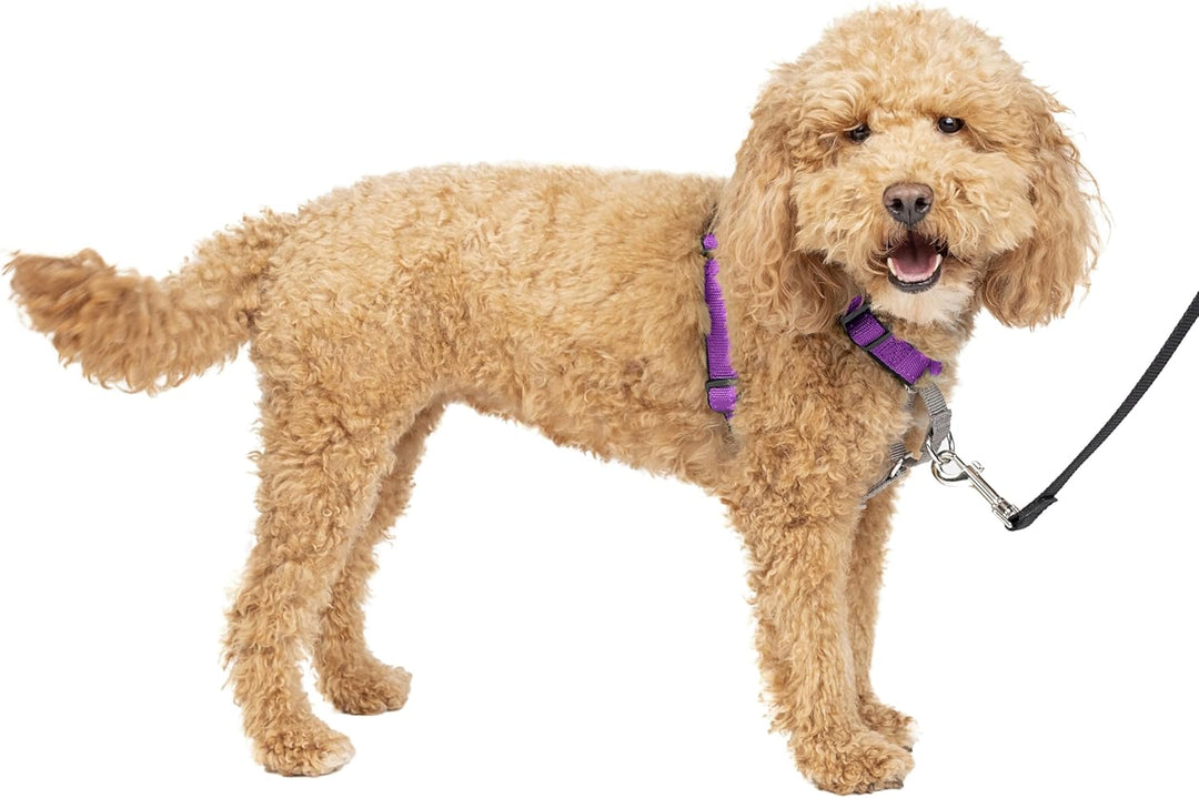 PetSafe 3-in-1 Hundegeschirr, Anti-Zieh, Hundegeschirr für Autogurt, Hundegeschirr Auto, Anti-Zug Hu