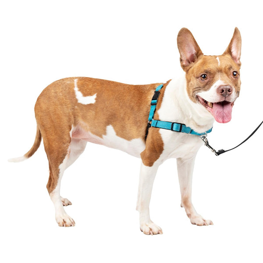 PetSafe Easy Walk Deluxe Geschirr, Gehgeschirr ohne Zug für Hunde, gepolstertes Design, inkl. 1,8 m