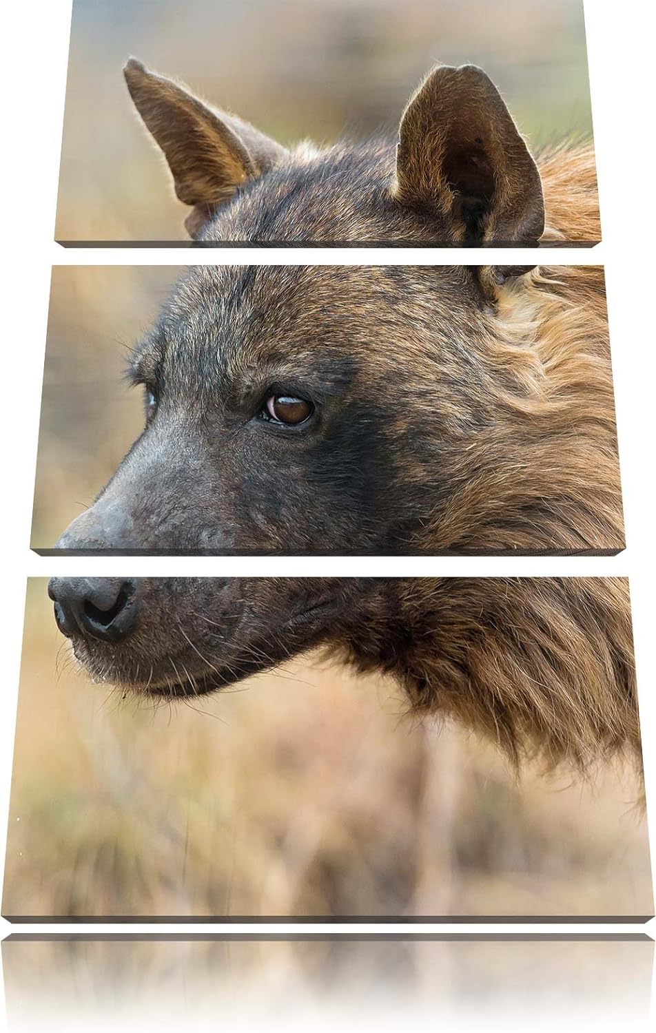 Pixxprint anmutige Hyäne im Wildgras als Leinwandbild/Grösse: 3 Teilig (120x80) cm/Wandbild/Kunstdru