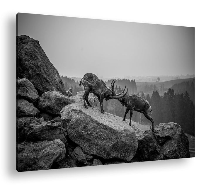 deyoli zwei kämpfende Steinböcke Format: 60x40 Effekt: Schwarz/Weiss als Leinwand, Motiv fertig gera