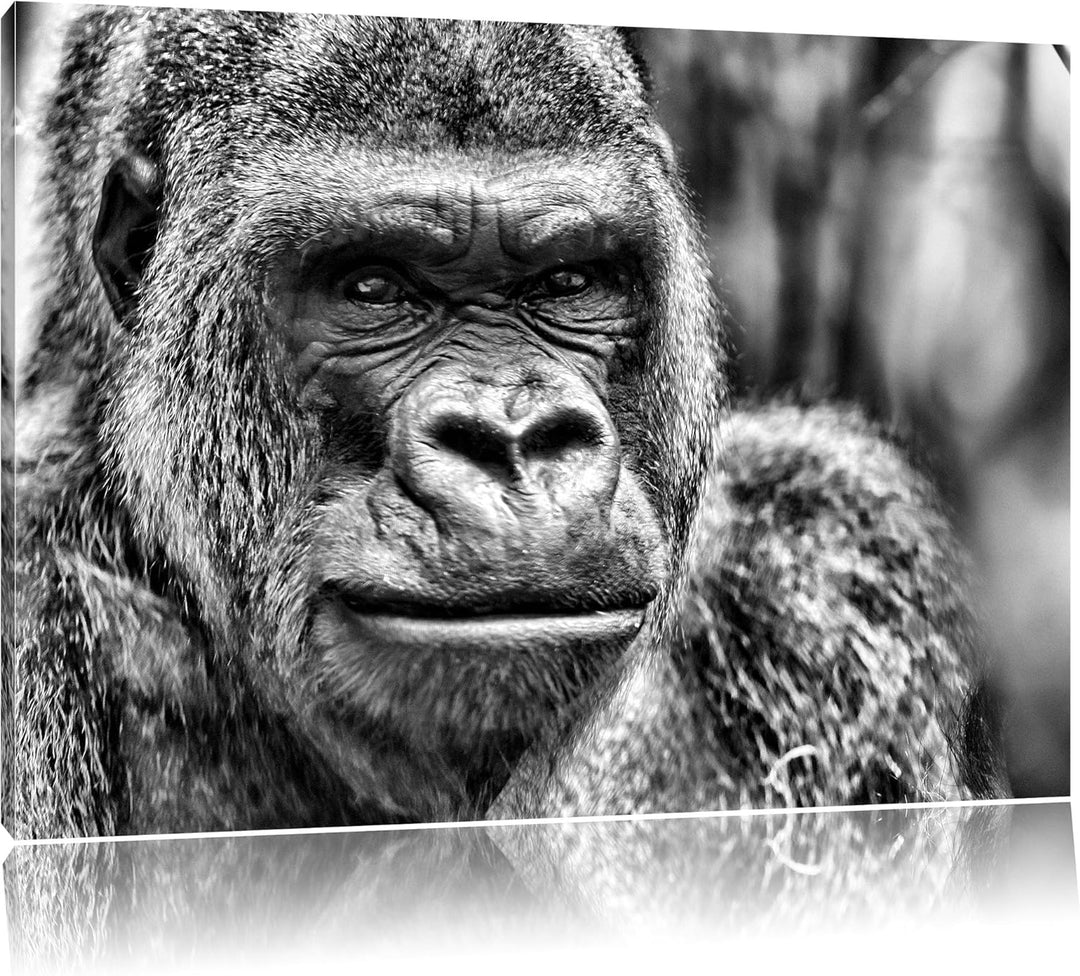 Pixxprint stolzer Gorilla / 100x70cm Leinwandbild bespannt auf Holzrahmen/Wandbild Kunstdruck Dekora