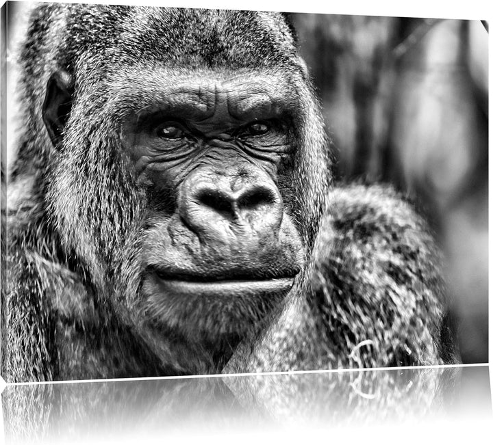 Pixxprint stolzer Gorilla / 100x70cm Leinwandbild bespannt auf Holzrahmen/Wandbild Kunstdruck Dekora