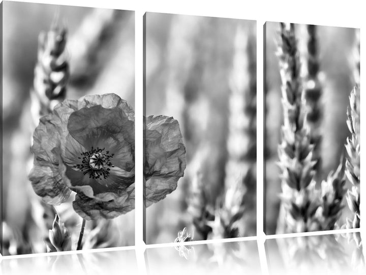 Pixxprint Mohnblume im Kornfeld als Leinwandbild/Grösse: 3 Teilig (120x80) cm/Wandbild/Kunstdruck/fe