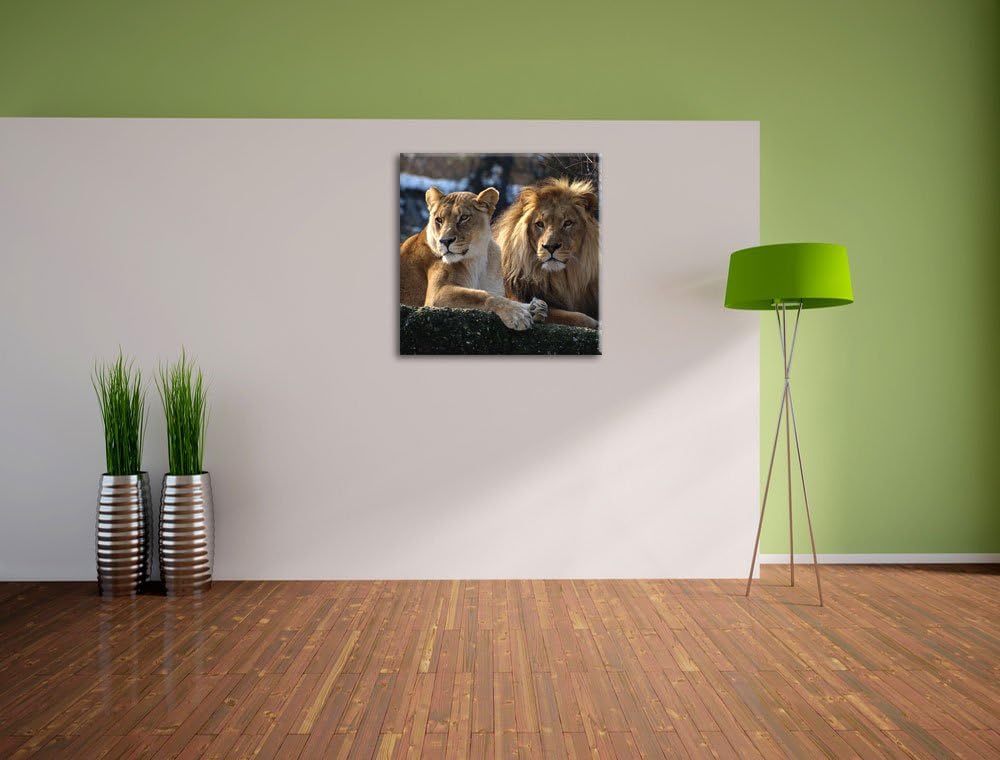 interessiertes Löwenpaar, Format: 70x70 auf Leinwand, XXL riesige Bilder fertig gerahmt mit Keilrahm