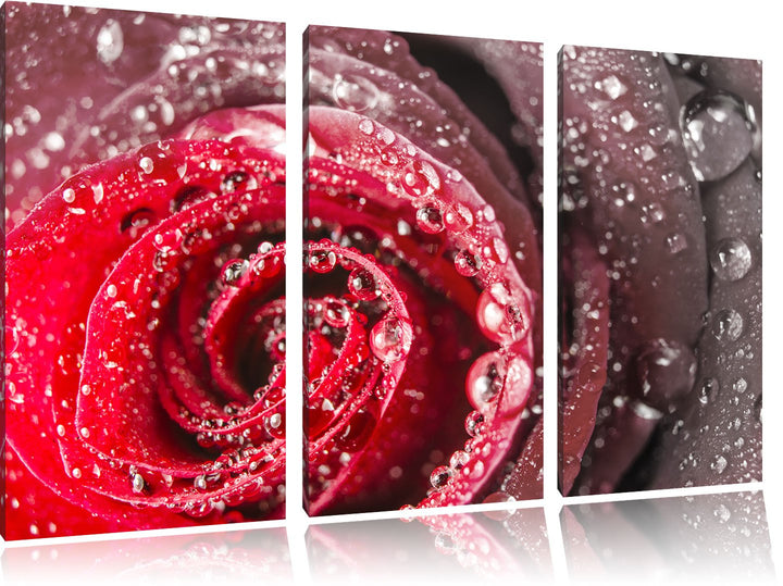 Pixxprint Rose mit Wassertropfen als Leinwandbild/Grösse: 3 Teilig (120x80) cm/Wandbild/Kunstdruck/f