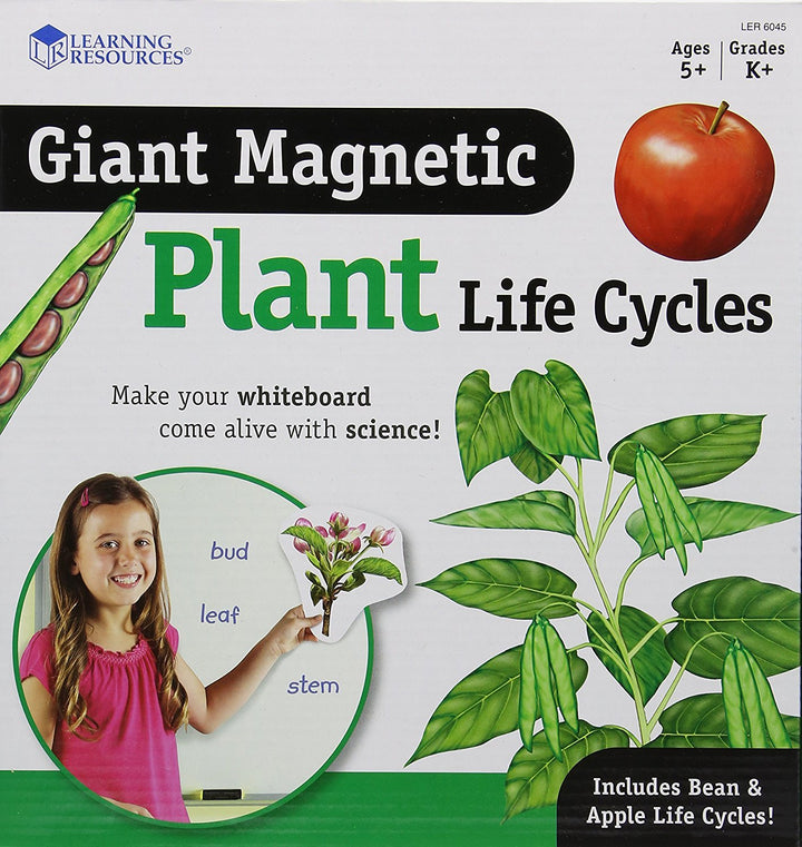 Learning Resources Riesiger magnetischer Lebenszyklus einer Pflanze
