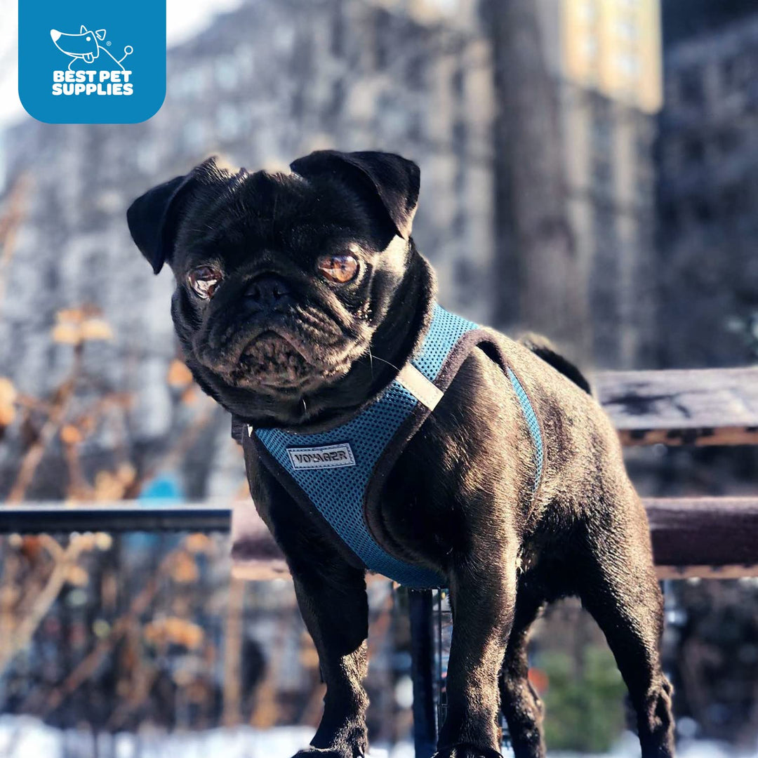 Best Pet Supplies Voyager Step-In Air Hundegeschirr – Allwetter-Netzgewebe für kleine und mittelgros