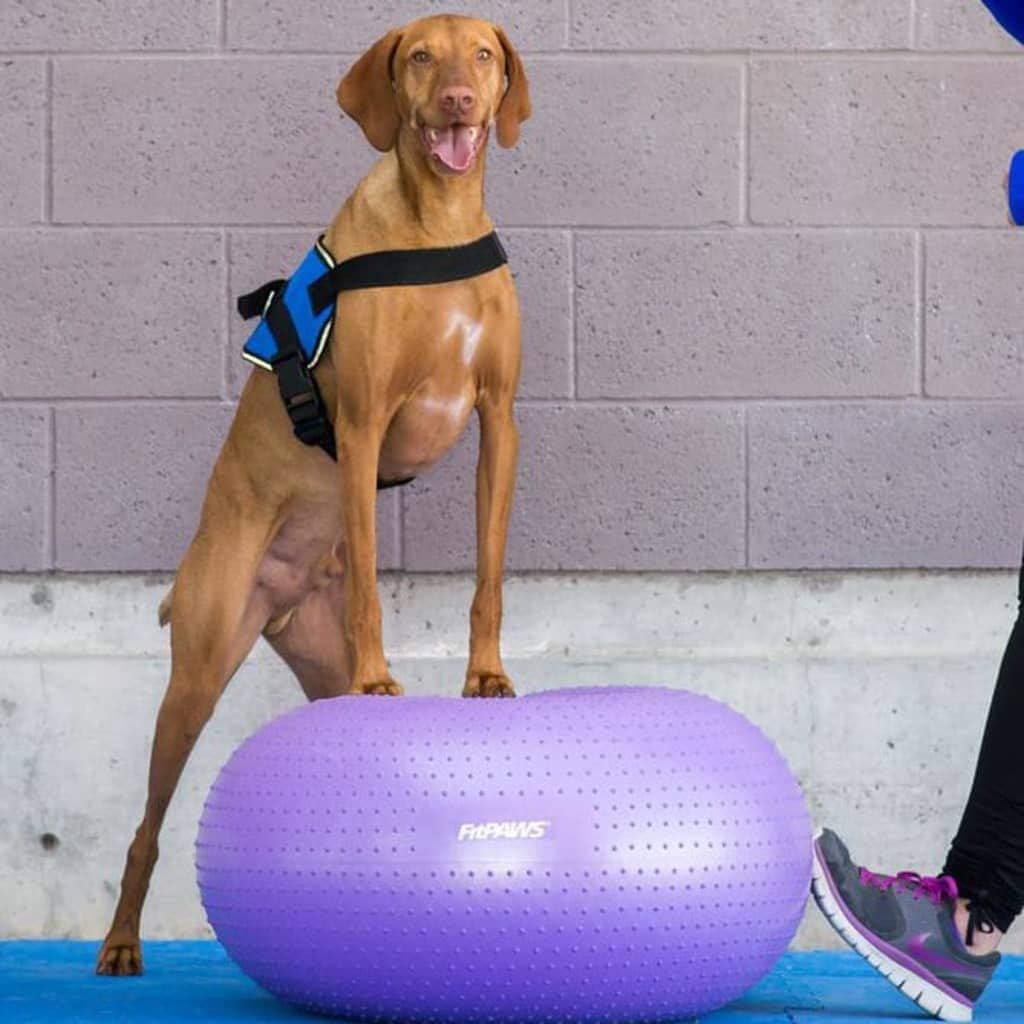 FitPAWS Traxdonut Hundetrainer, 1 Unité (Lot de 1)