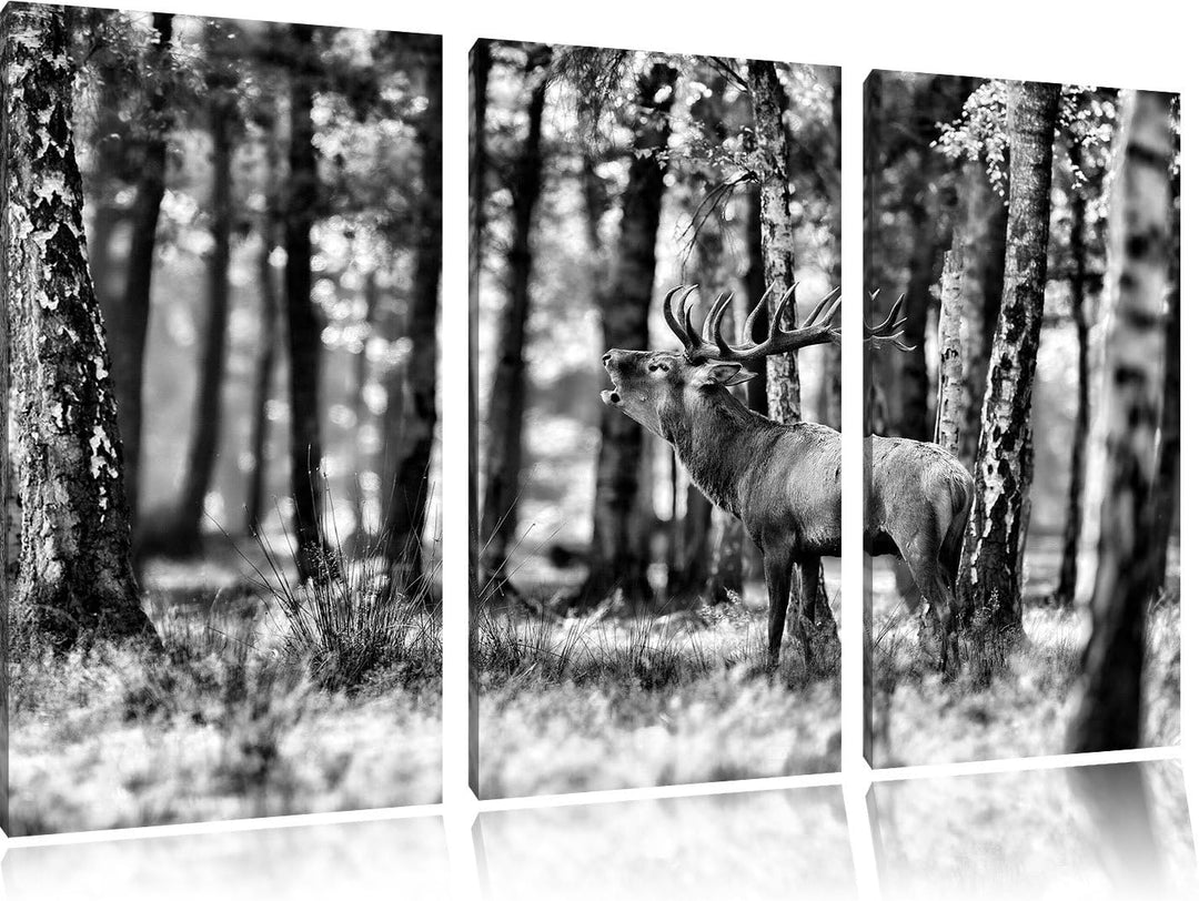 Pixxprint Hirsch im Wald als Leinwandbild | Grösse: 3 Teilig (120x80) | Wandbild| Kunstdruck | ferti