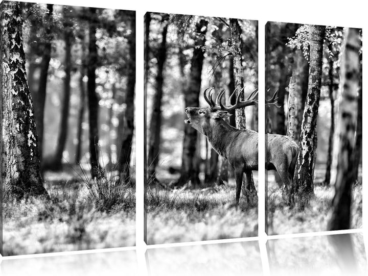 Pixxprint Hirsch im Wald als Leinwandbild | Grösse: 3 Teilig (120x80) | Wandbild| Kunstdruck | ferti