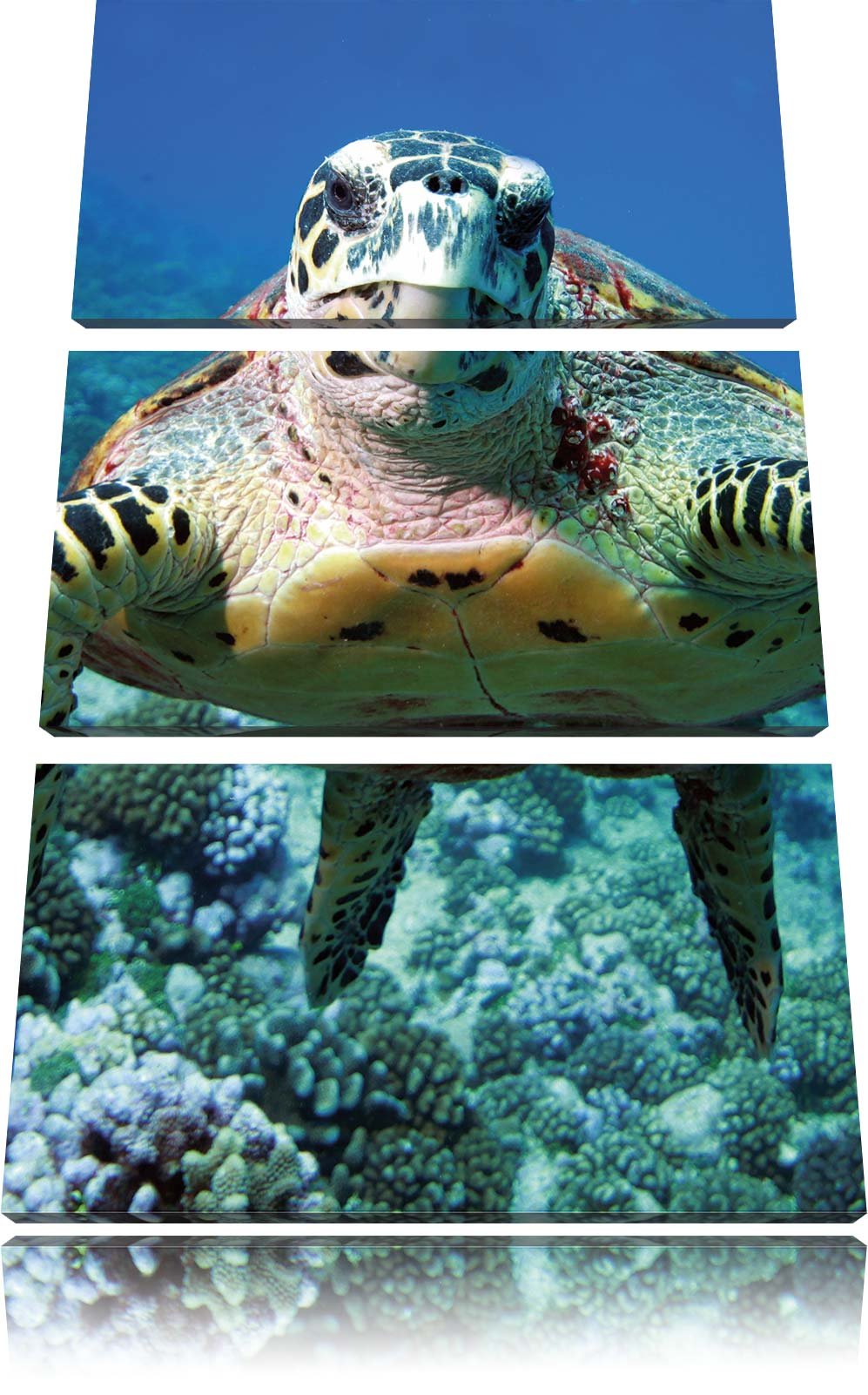 Pixxprint Schildkröte im Korallenriff als Leinwandbild/Grösse: 3 Teilig (120x80) cm/Wandbild/Kunstdr