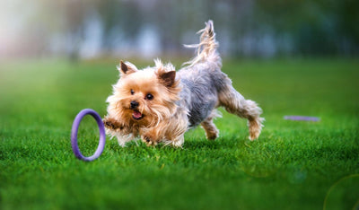 DOGGY Hundeball, Ultraleicht, Harmlos, Schwimmt auf dem Wasser, Hundespielzug, Hundetraining, Bindun