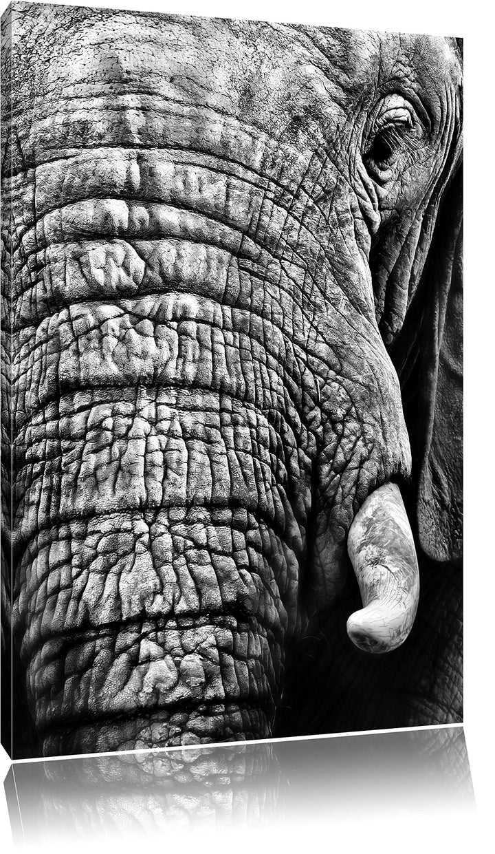 Pixxprint Elefant im Porträt als Leinwandbild | Grösse: 100x70 cm | Wandbild | Kunstdruck | fertig b