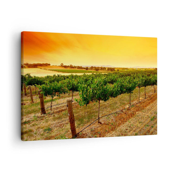 Bilder auf Leinwand Landschaft Weinberg Sonnenuntergang Leinwandbild 70x50cm Wandbilder Dekoration W
