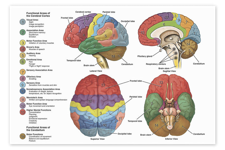 Das Gehirn aus vier Perspektiven (Englisch) Poster Wandbilder für jeden Raum 130 x 90 cm Anatomie Wa