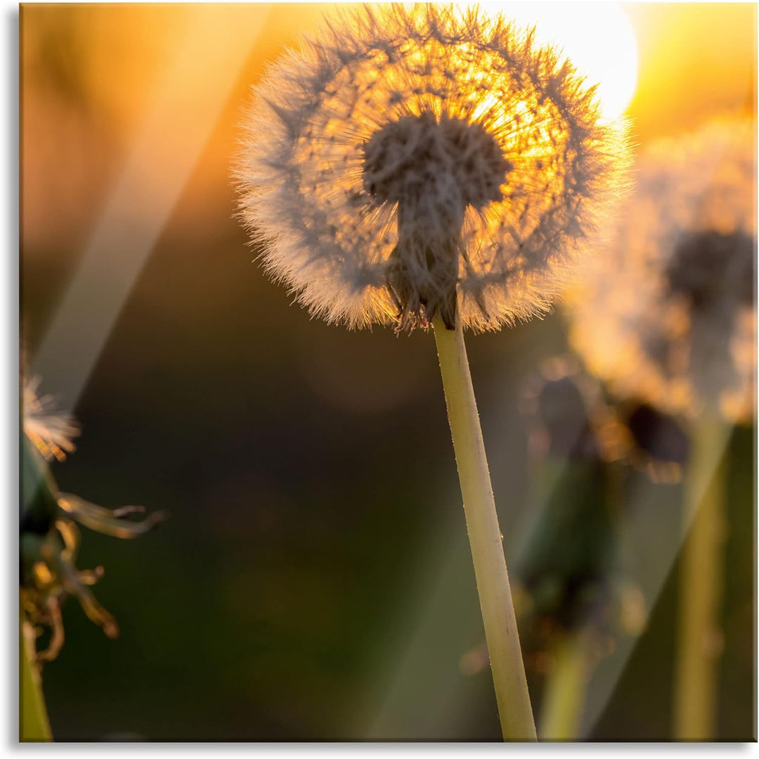 Pixxprint Glasbild | Wandbild auf Echtglas | Pusteblume | 50x50 cm | inkl. Aufhängung und Abstandsha