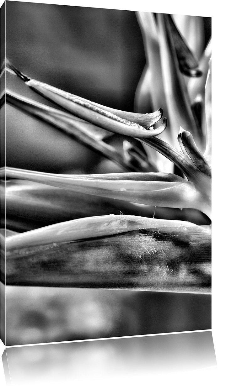 Pixxprint Monocrome, Tropische Blume, Format: 100x70 auf Leinwand, riesige Bilder fertig gerahmt mit
