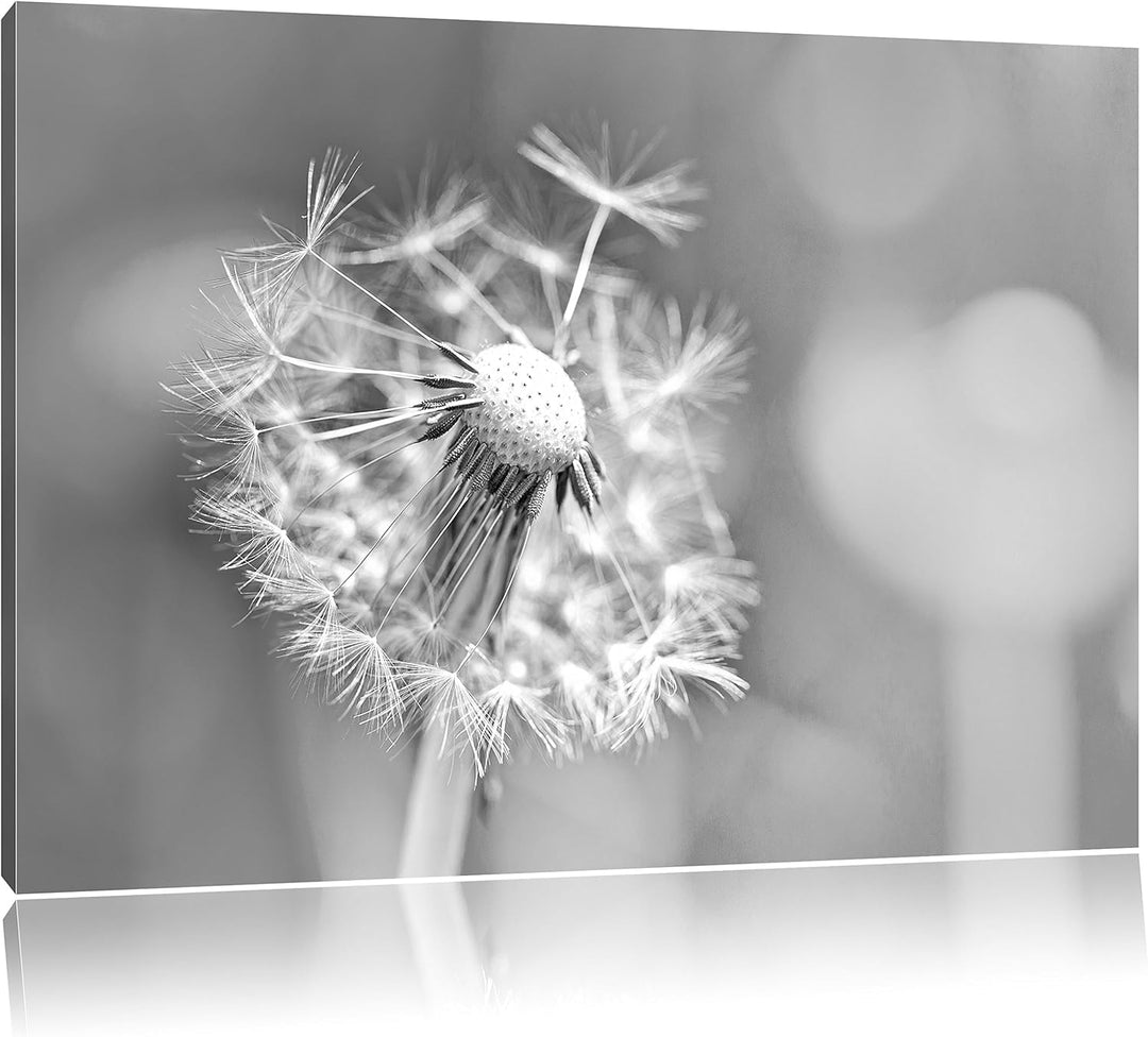 Pixxprint Löwenzahn als Leinwandbild/Grösse: 100x70 cm/Wandbild/Kunstdruck/fertig bespannt, 100x70