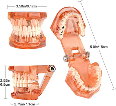 Zahnmodell, abnehmbarer Lernzahn, Modell Orange