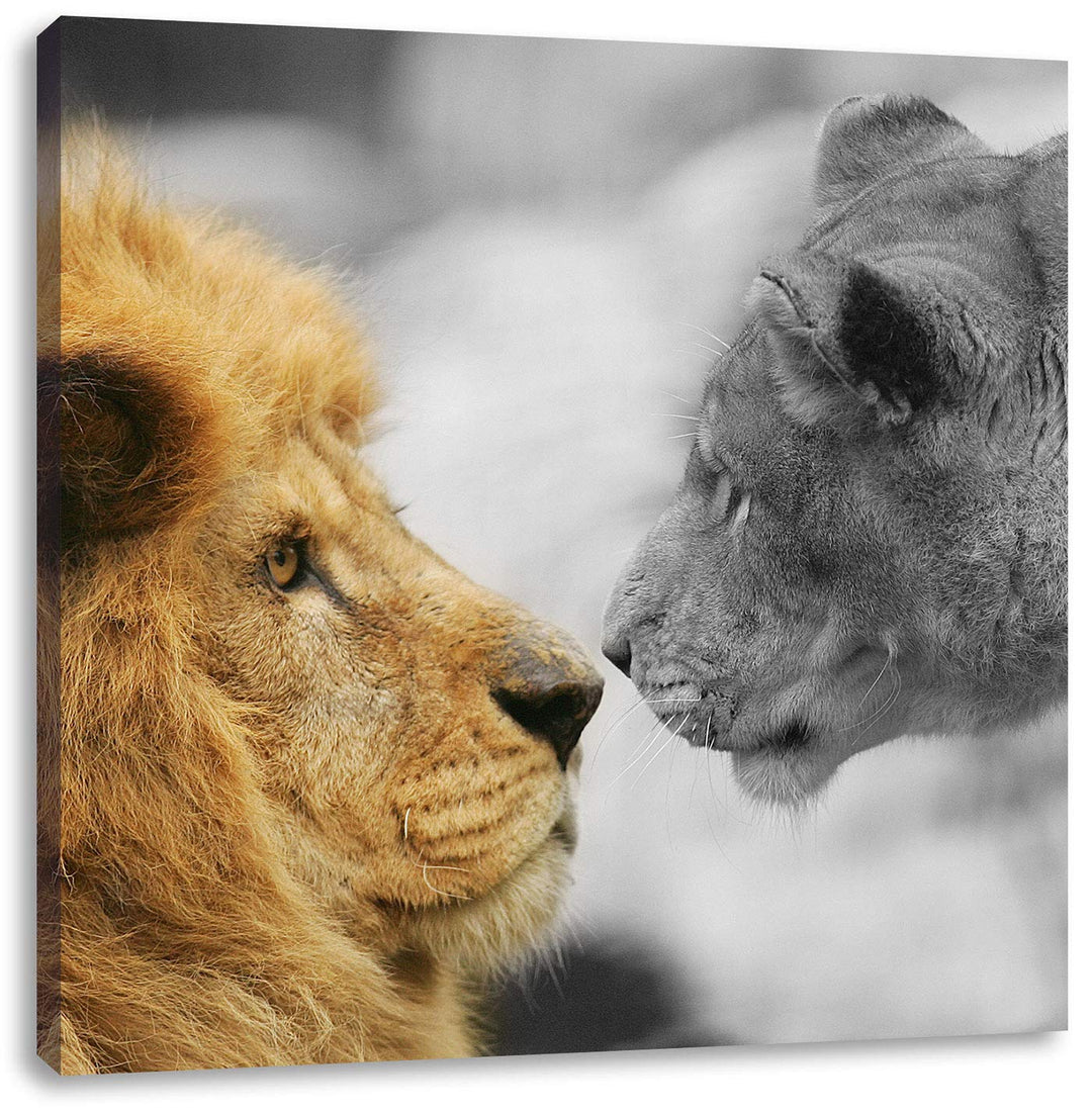 Pixxprint schönes verliebtes Löwenpaar schwarz/weiss, Format: 70x70 auf Leinwand, 70x70