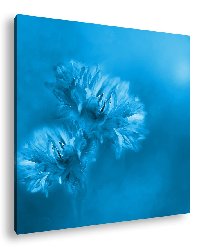 deyoli Zwei Violette Kornblumen Format: 40x40 Effekt: Zeichnung als Leinwandbild, Motiv auf Echtholz