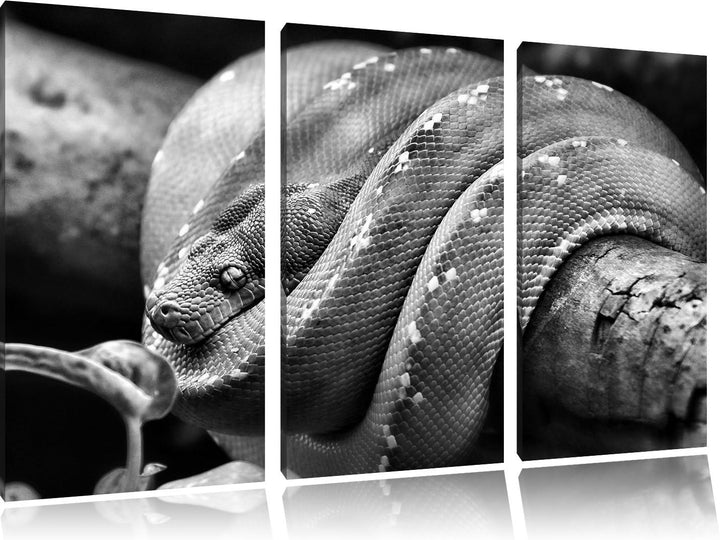 Pixxprint Grüne exotische Schlange als Leinwandbild/Grösse: 3 Teilig (120x80) cm/Wandbild/Kunstdruck