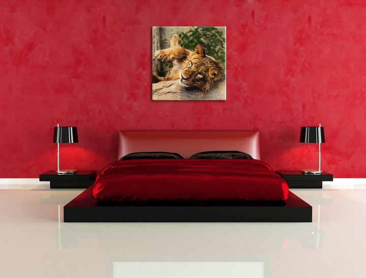 verspielter kleiner Löwe, Format: 70x70 auf Leinwand, XXL riesige Bilder fertig gerahmt mit Keilrahm